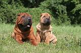 SHAR-PEI 788